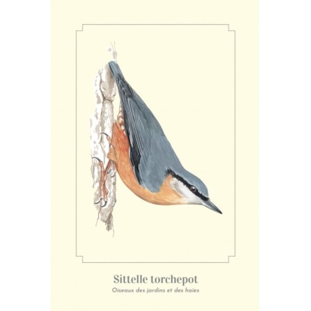 Sittelle torchepot - Carte postale illustrée