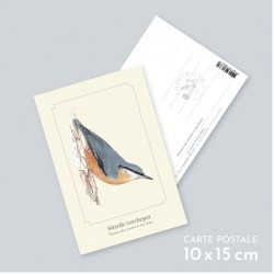 Sittelle torchepot - Carte postale illustrée