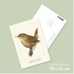 Troglodyte mignon - Carte postale illustrée