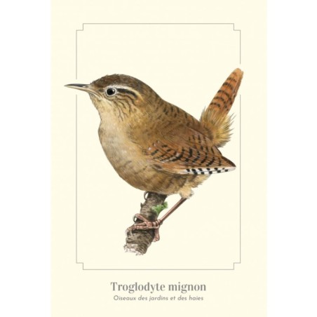 Troglodyte mignon - Carte postale illustrée