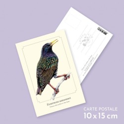 Étourneau sansonnet - Carte postale illustrée