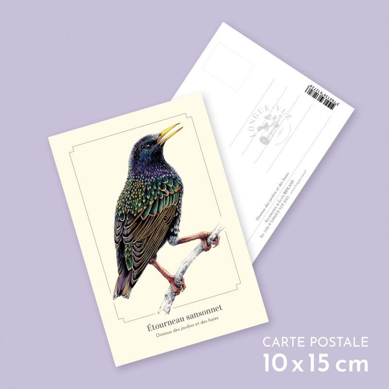 Étourneau sansonnet - Carte postale illustrée