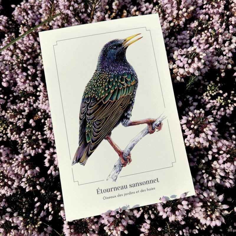 Étourneau sansonnet - Carte postale illustrée