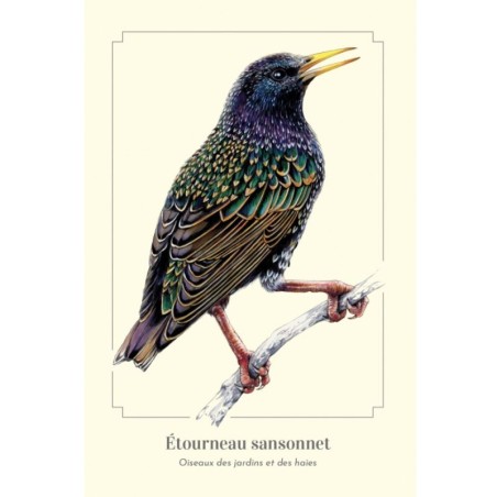 Étourneau sansonnet - Carte postale illustrée
