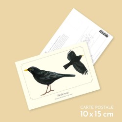 Merle noir - Carte postale illustrée