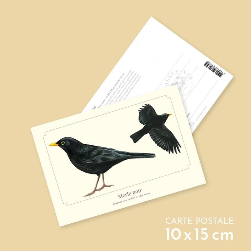 Merle noir - Carte postale illustrée