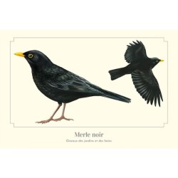 Merle noir - Carte postale illustrée