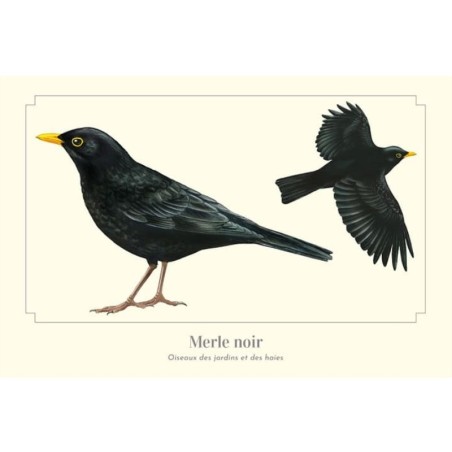 Merle noir - Carte postale illustrée