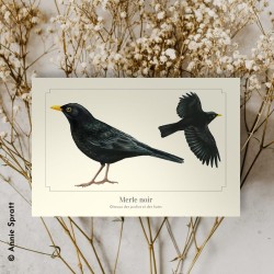 Merle noir - Carte postale illustrée