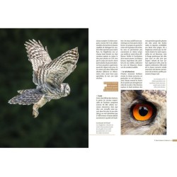 Hiboux & chouettes