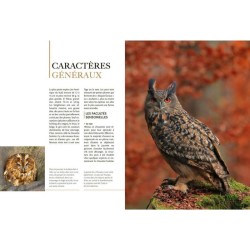 Hiboux & chouettes