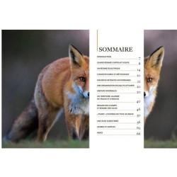 Renard