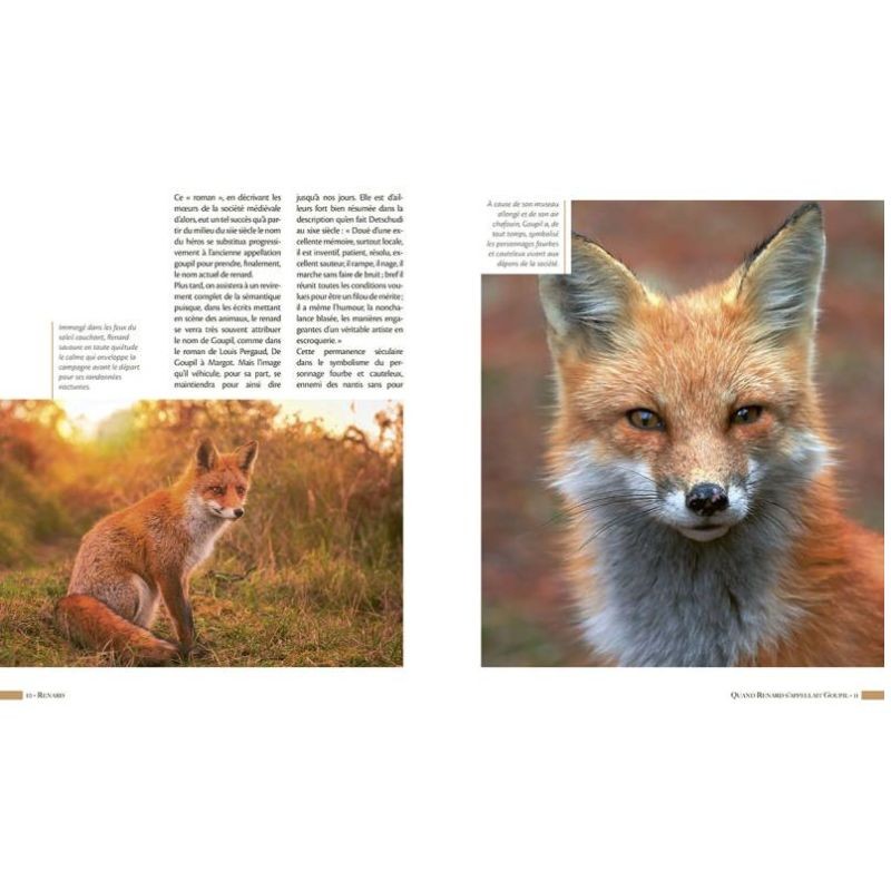 Renard