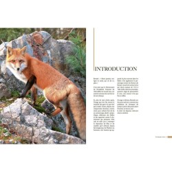 Renard