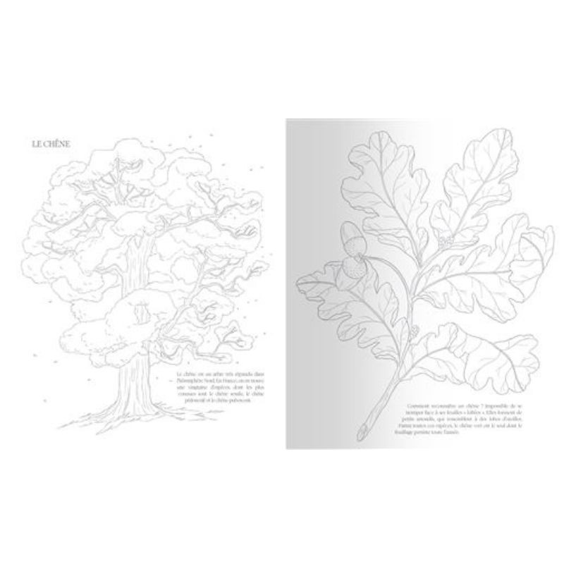 Arbres de nos forêts - Un cahier de coloriage engagé