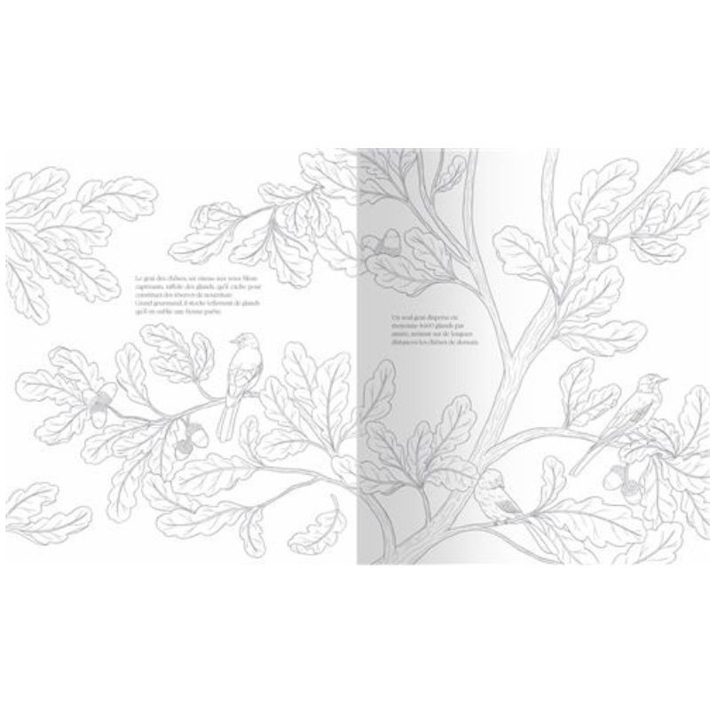 Arbres de nos forêts - Un cahier de coloriage engagé