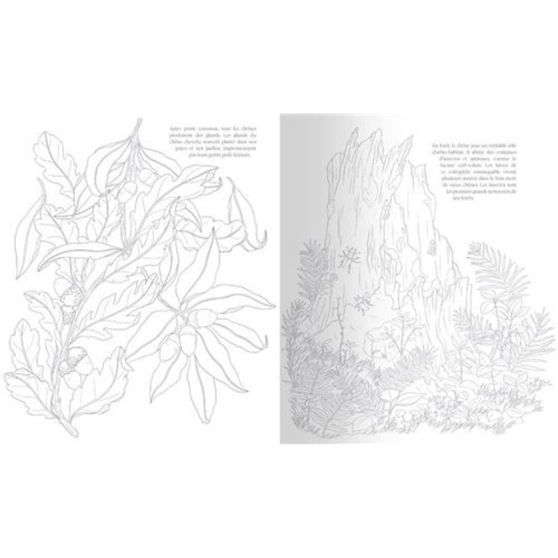 Arbres de nos forêts - Un cahier de coloriage engagé