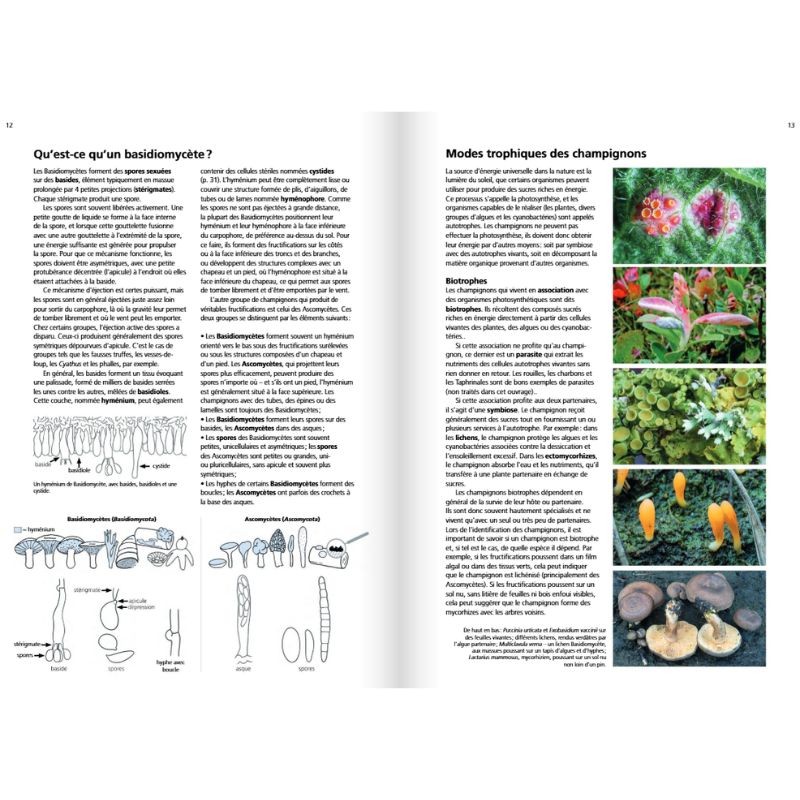 Les champignons d'Europe tempérée - Clé des Basidiomycètes - Tome 3