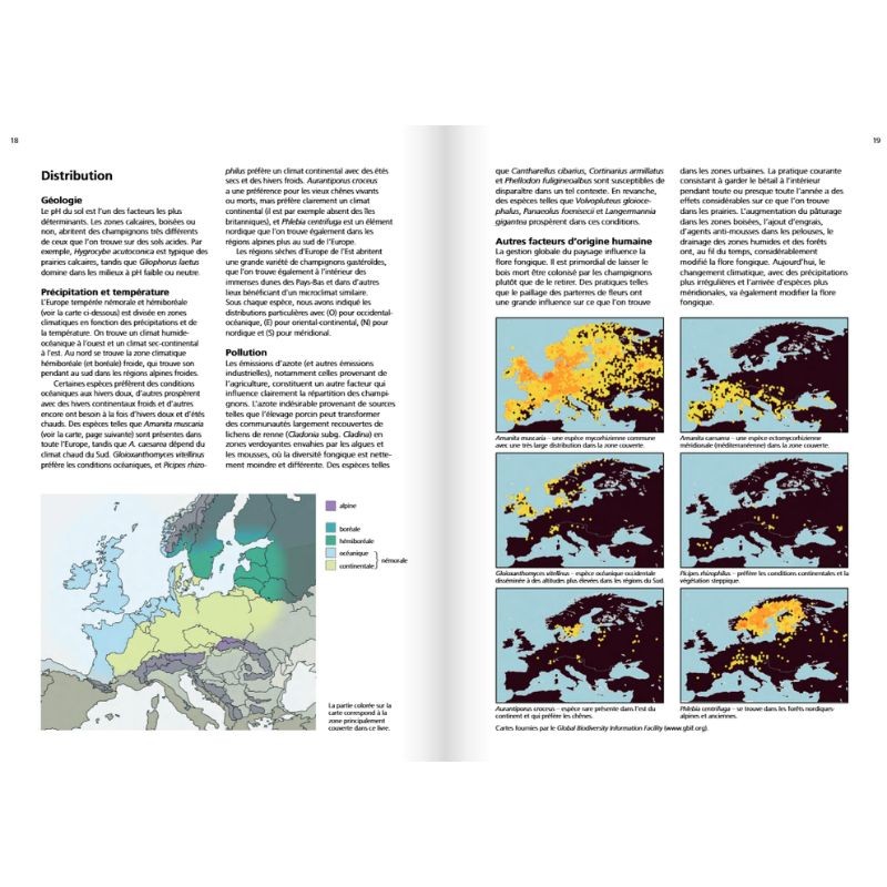 Les champignons d'Europe tempérée - Clé des Basidiomycètes - Tome 3