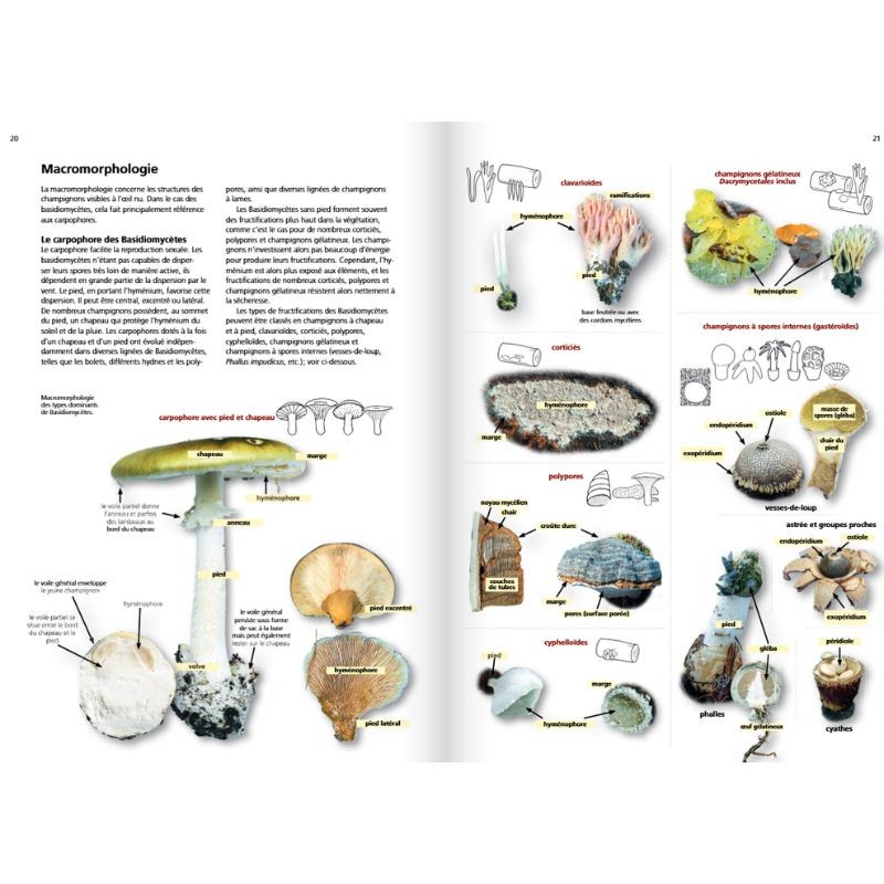 Les champignons d'Europe tempérée - Clé des Basidiomycètes - Tome 3
