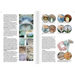 Les champignons d'Europe tempérée - Clé des Basidiomycètes - Tome 3