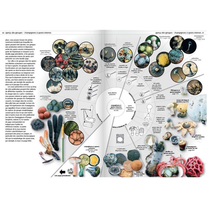 Les champignons d'Europe tempérée - Clé des Basidiomycètes - Tome 3