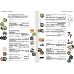 Les champignons d'Europe tempérée - Clé des Basidiomycètes - Tome 3