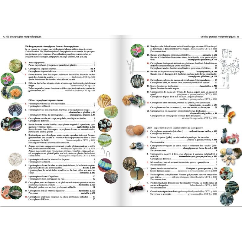 Les champignons d'Europe tempérée - Clé des Basidiomycètes - Tome 3