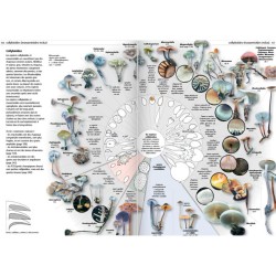 Les champignons d'Europe tempérée - Clé des Basidiomycètes - Tome 3