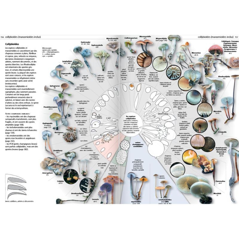 Les champignons d'Europe tempérée - Clé des Basidiomycètes - Tome 3