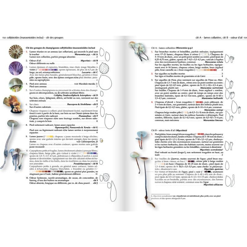 Les champignons d'Europe tempérée - Clé des Basidiomycètes - Tome 3