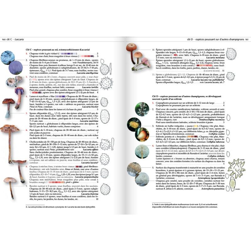 Les champignons d'Europe tempérée - Clé des Basidiomycètes - Tome 3