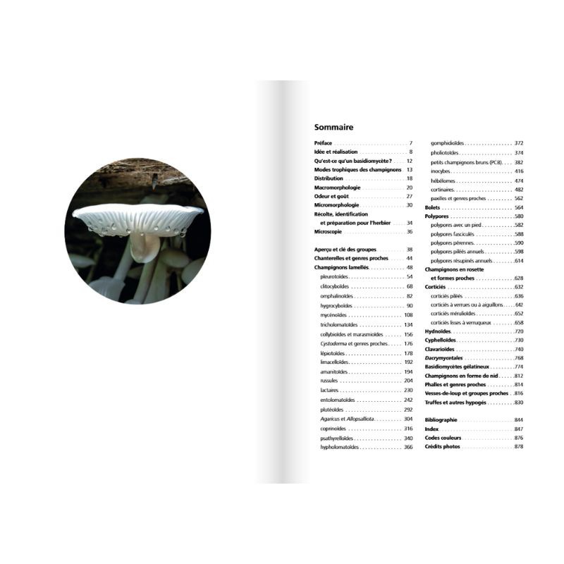 Les champignons d'Europe tempérée - Clé des Basidiomycètes - Tome 3