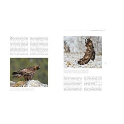 Les rapaces d'Europe - Tome 1: rapaces diurnes
