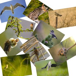 10 cartes de correspondance - Série 1 (photos)