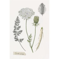 Herbes folles au jardin de Gilles Clément