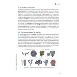 Paléontologie et évolution des invertébrés