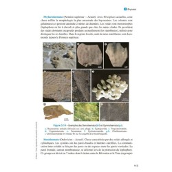 Paléontologie et évolution des invertébrés