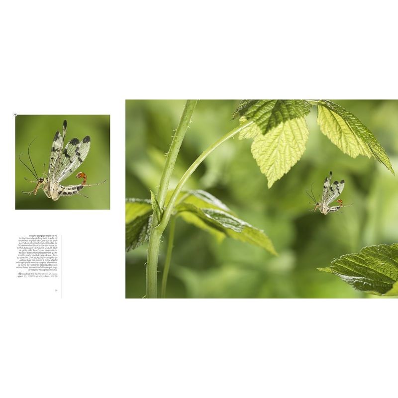 Speed flyers le vol des insectes révélé