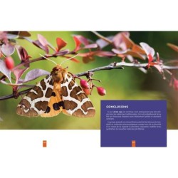 L'insecte médicinal