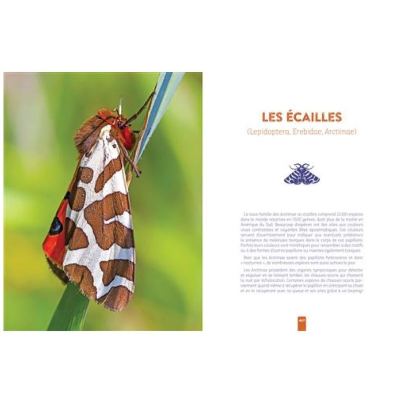 L'insecte médicinal
