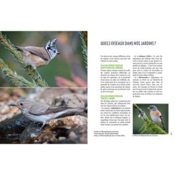 Comment bien accueillir les oiseaux du jardin ?