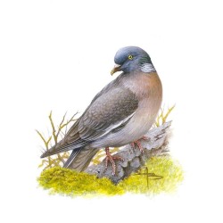 Pigeon ramier - Carte d'André Buzin