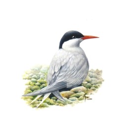 Sterne arctique - Carte d'André Buzin