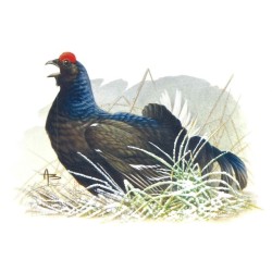 Tétras lyre - Carte d'André Buzin
