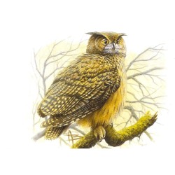 Hibou grand-duc - Carte d'André Buzin