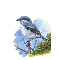 Pie-grièche grise - Carte d'André Buzin