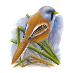 Mésange à moustaches - Carte d'André Buzin