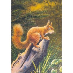 Ecureuil - Carte d'André Buzin