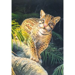 Ocelot - Carte d'André Buzin